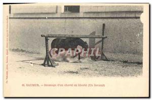 Old Postcard Horse Riding Equestrian Dressage Saumur d & # 39un horse at libe...