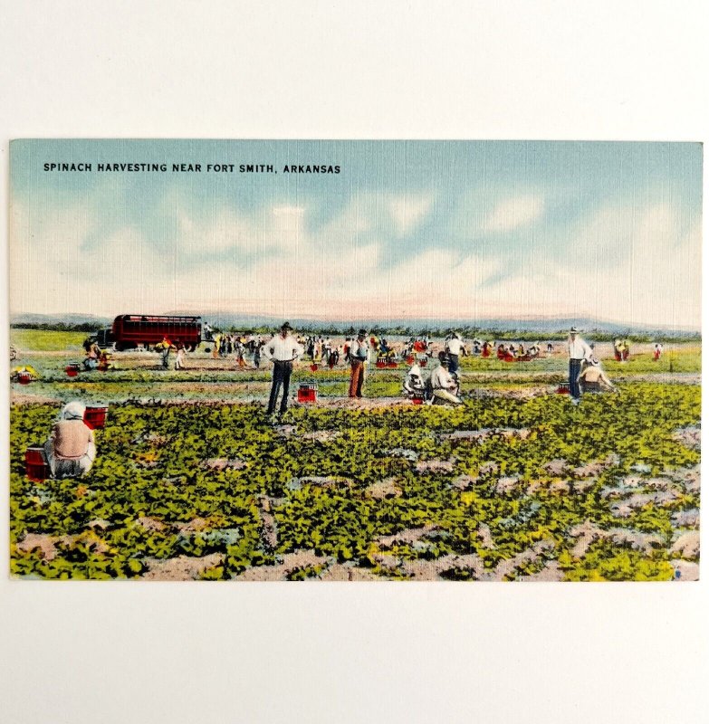 Spinach Harvesting Farm Postcard Fort Smith Arkansas 1943 PCBG11A