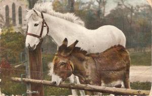 White Horse and donkey. Chums Tuck Rapholette Series PC # 8097