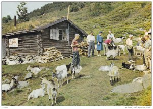 Herd of Goats, NORWAY, 50-70´s