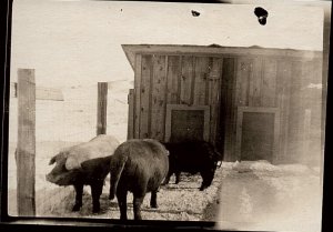 c1910 HOG FARMING GROUP OF LARGE PIGS IN PEN PHOTO RPPC POSTCARD 39-159