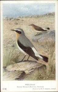 Bird Series C66 British Museum c1910 Postcard WHEATEAR