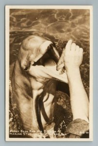 Pudgy Dolphin Marine Studios Marineland Florida Vintage Postcard 