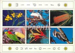 Postcard Modern Australia Native australian flowers & Birds