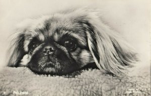 RP: PEKINESE Dog , 1930s