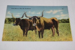 Long Horns of the Ole Southwest Postcard Tichnor Brothers 65257