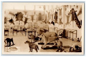 c1920 Morse Museum Taxidermy Lion Giraffe Hyena Warren NH RPPC Photo Postcard 