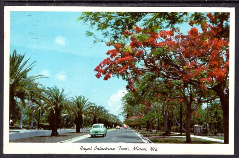 Royal Poinciana Tree,Miami,FL BIN