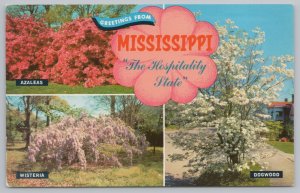 State View~Azaleas Wisteria & Dogwood In Mississippi~Vintage Postcard