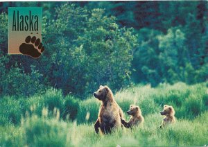 Brown Bear Family AK, Alaska - Mother Bear with Cubs - pm 1997
