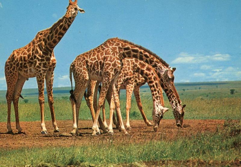 Africa - Giraffe