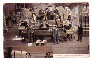 Men Working in California Orange Packing House,