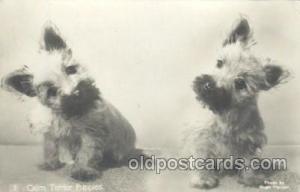 Scottish Terriers, Dog, Dogs Postcard Post Card  