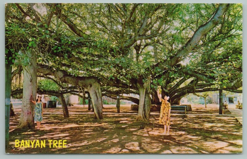 Hawaii~Banyan Tree Is The Most Interesting~Standard Chrome Postcard