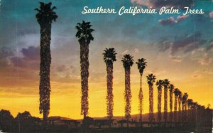 USA Fan Palms At Sunset in Southern California Postcard 08.37