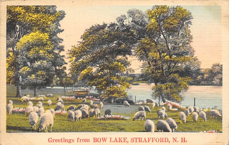 Sheep Post Card Greetings from Bow Lake, Strafford, NH USA 1940