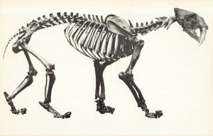 Postcard Saber Tooth Cat Los Angles California