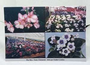 The Rev Tony Clements  African Violet Centre Vintage Postcard