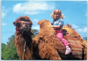 Postcard - Two hump Camel, Arbuckle Wilderness - Davis, Oklahoma