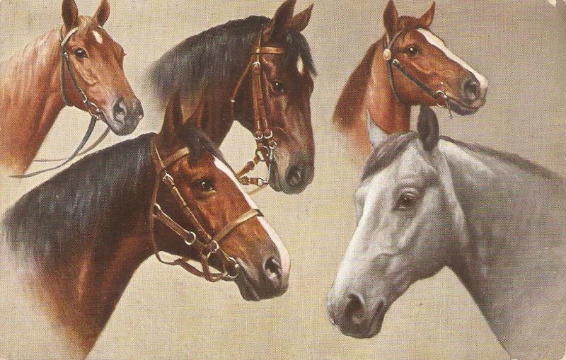 Five Horses. Chums · Tuck Oiette Postcrd # 9976