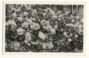 Portland, Oregon/OR Glossy Postcard, For You A Rose