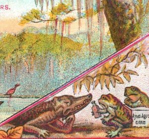 1880s Ayer's Ague Cure Bayou Swamp Scene Anthropomorphic Frogs Alligator F132