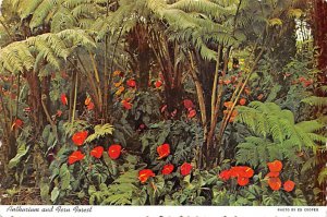 Anthurium and Fern Forest   Hawaii 