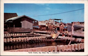 USA Turtle Crawls Key West Florida Chrome Postcard C006