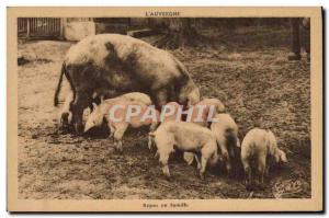 Postcard Old Pig Pig Auvergne Family Meals