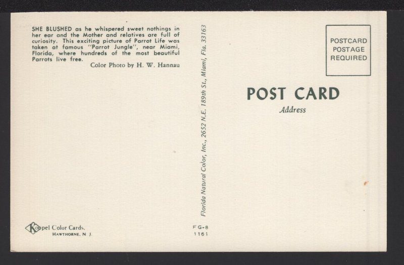 Florida MIAMI Parrot Life taken at famous Parrot Jungle ~ Chrome