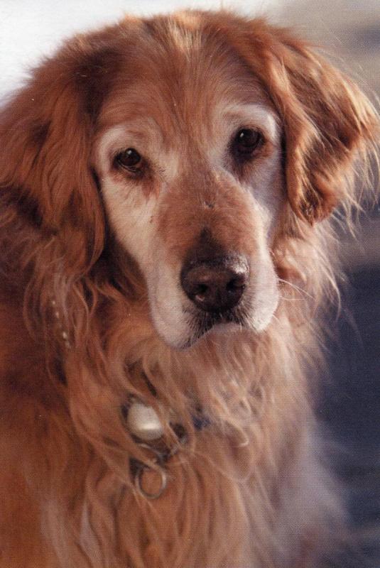 Golden Retriever