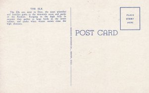 Jackson Hole WY, Wyoming - Elk Herd on Winter Feeding Grounds - Animals