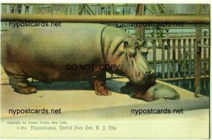 Hippopotamus, Central Park Zoo, NYC