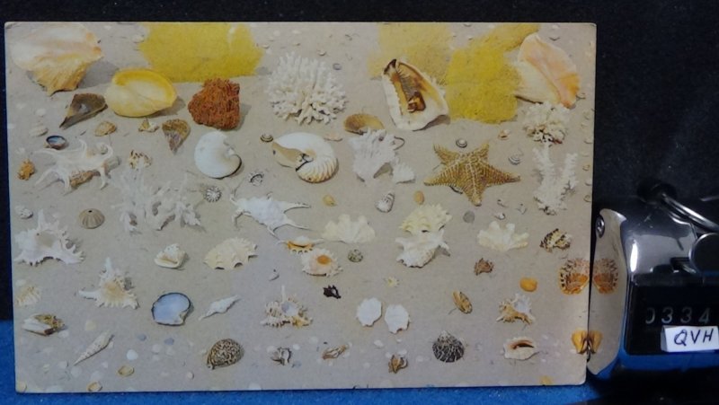 STD Vintage Seashells and Coral of the Sea Florida Posted 1974