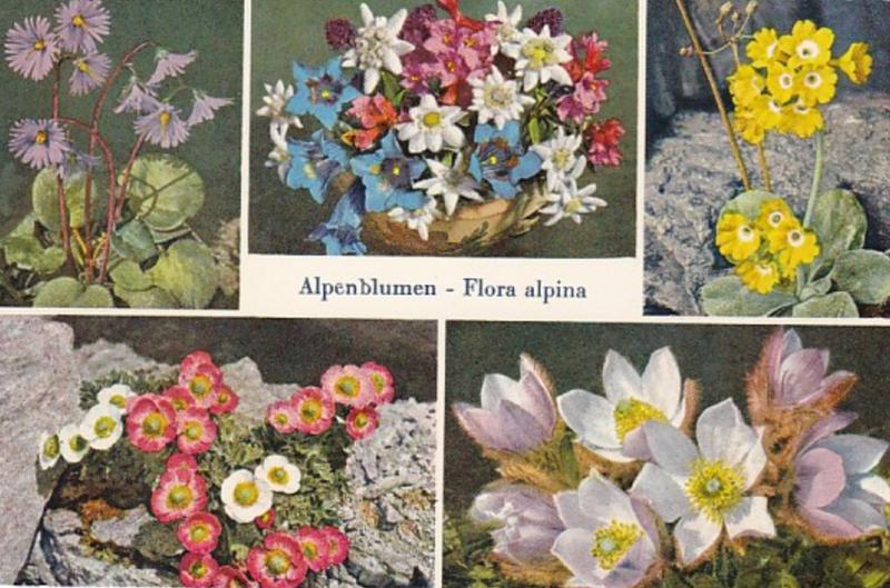 Switzerland Alpenblumen Alpine Flowers 1962