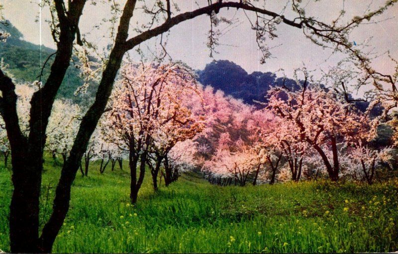 California Santa Clara Valley Blossom Time Prune Trees