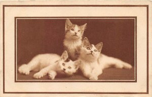 Series K No 4 Cat Postcard