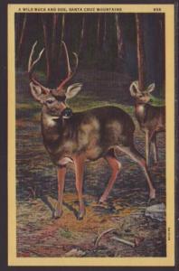 Wild Buck and Doe,Santa Cruz Mountains Postcard 