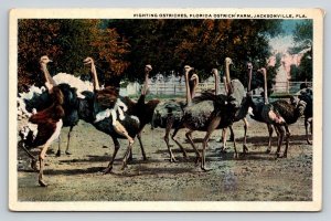Florida Ostrich Farm Jacksonville Vintage Postcard Fighting Ostriches Drew Co.