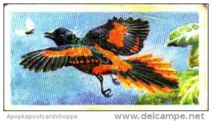 Brooke Bond Trade Card Tropical Birds No 40 Orange Minivet
