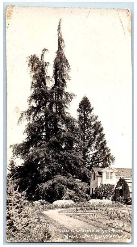 Patterson CA Postcard RPPC Photo Cedar Lebanon Santa Rosa Luther Burbank Buriel