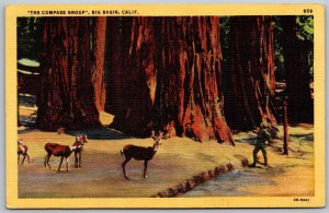 Vtg Big Basin California CA Compass Group Redwood Trees Park Ranger Postcard