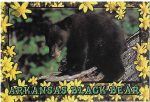 Arkansas Black Bear Arkansas was once The Bear State 4 by 6