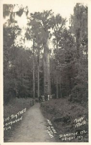 LP16 Longwood   Florida Postcard Big Tree  RPPC