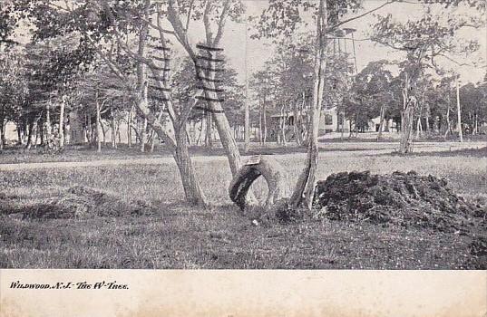 The W Tree Wildwood New Jersey 1910