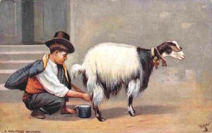 Maltese Milk Boy Milking Goat in Street Malta 1910s Tuck postcard