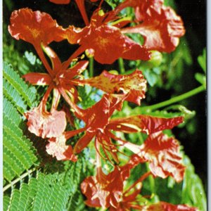 c1970s Antigua, WI West Indies Flamboyant Flower Royal Poinciana Chrome PC A295