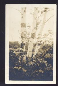 RPPC MELVIN VILLAGE NEW HAMPSHIRE UNUSUAL TREES VINTAGE REAL PHOTO POSTCARD