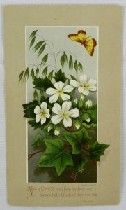 White Flower and White & Brown Butterfly, 1881 Prang & Co Boston - Trade Card