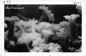 Sea Anemones real photo - Misc, Oregon OR